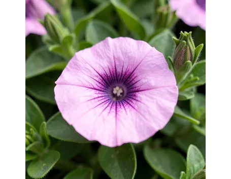 invio fiori per natale buon anno-1