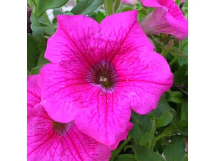 invio fiori per natale buon anno-1