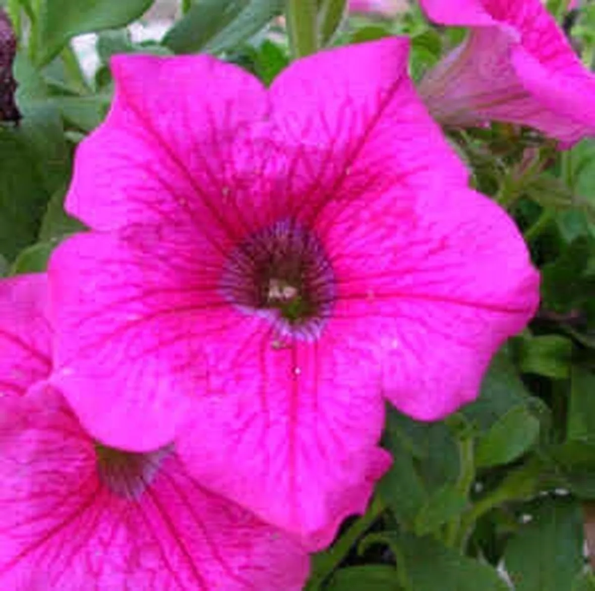invio fiori per natale buon anno-1