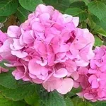 invio fiori per nozze-1