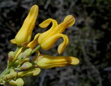 invio fiori per nozze argento-oro-1