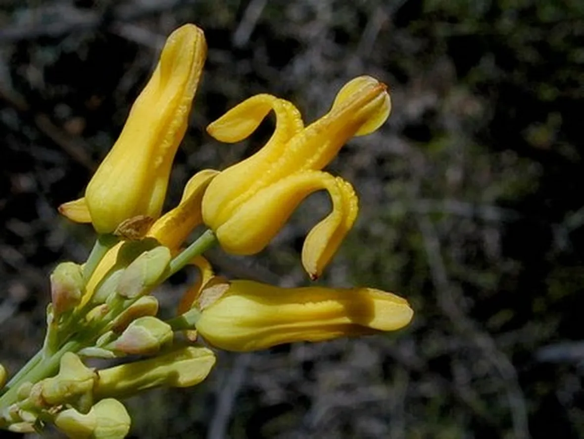 invio fiori per nozze argento-oro-1