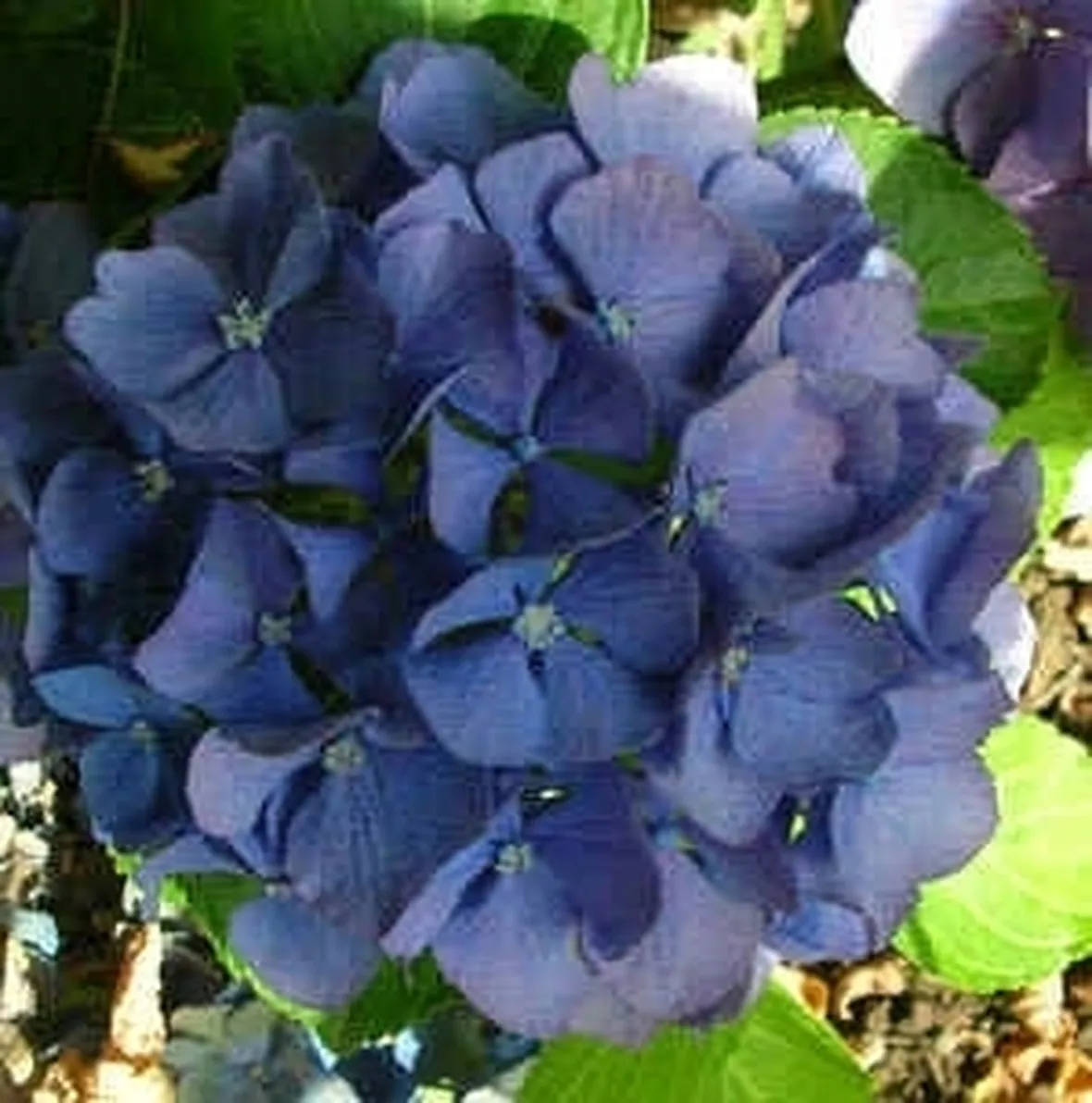 invio fiori per nozze argento-oro