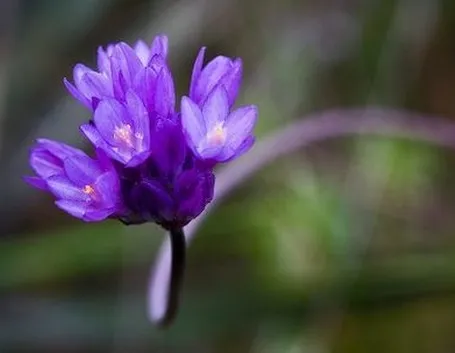 invio fiori per nozze