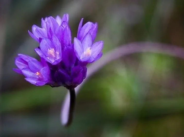 invio fiori per nozze