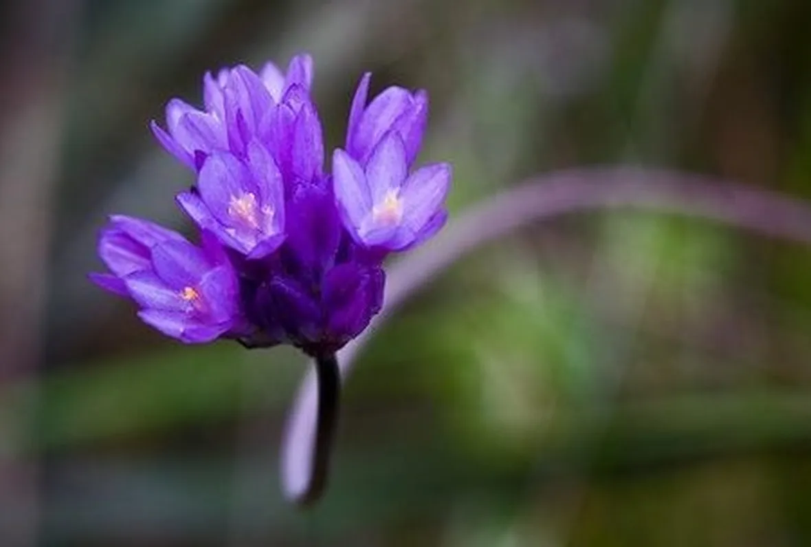 invio fiori per nozze