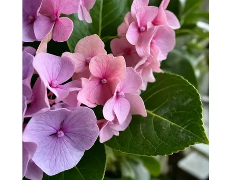 invio fiori per onomastico