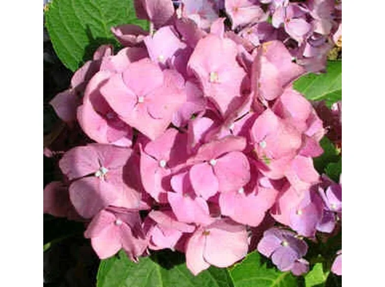 invio fiori per onomastico