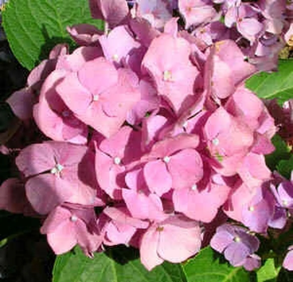 invio fiori per onomastico