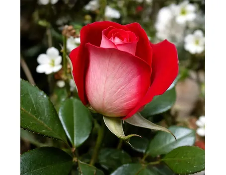invio fiori per regalo-1