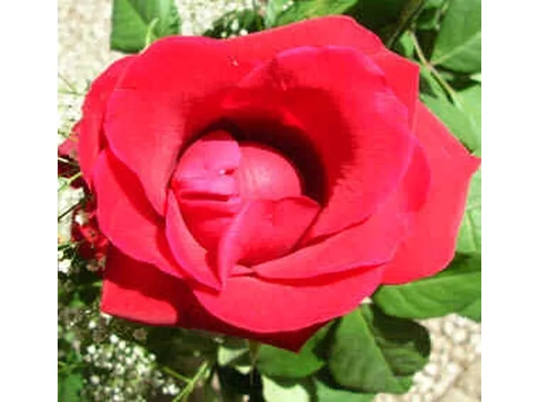 invio fiori per regalo-1