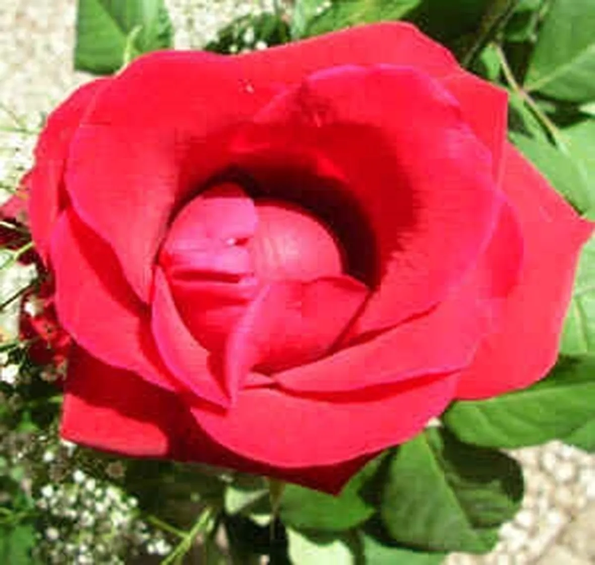 invio fiori per regalo-1