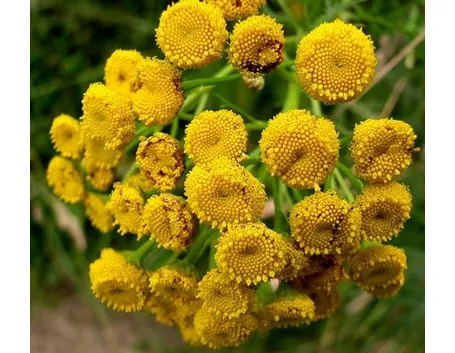 invio fiori per ringraziamenti-1