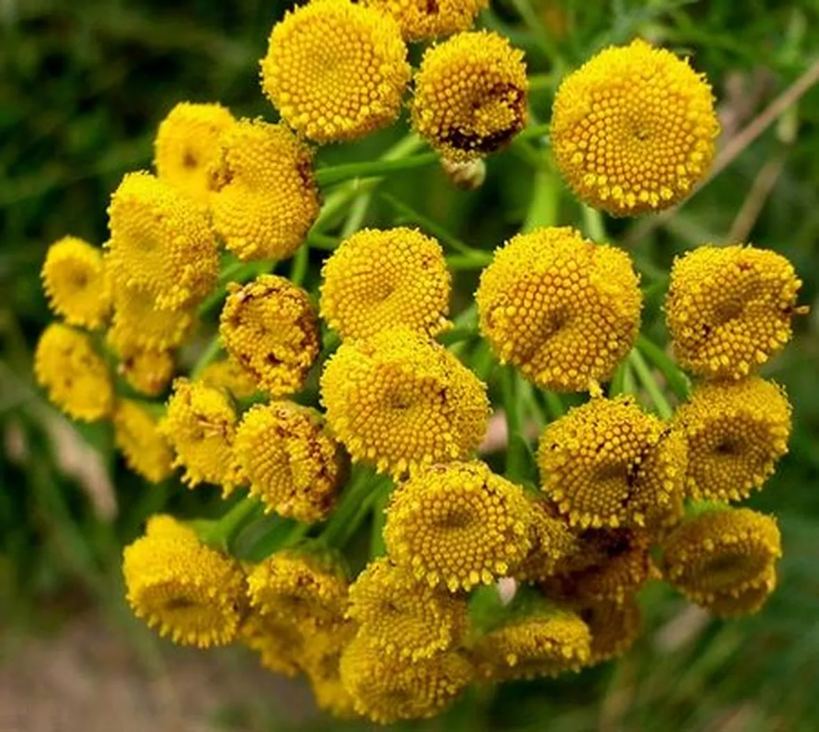 invio fiori per ringraziamenti-1