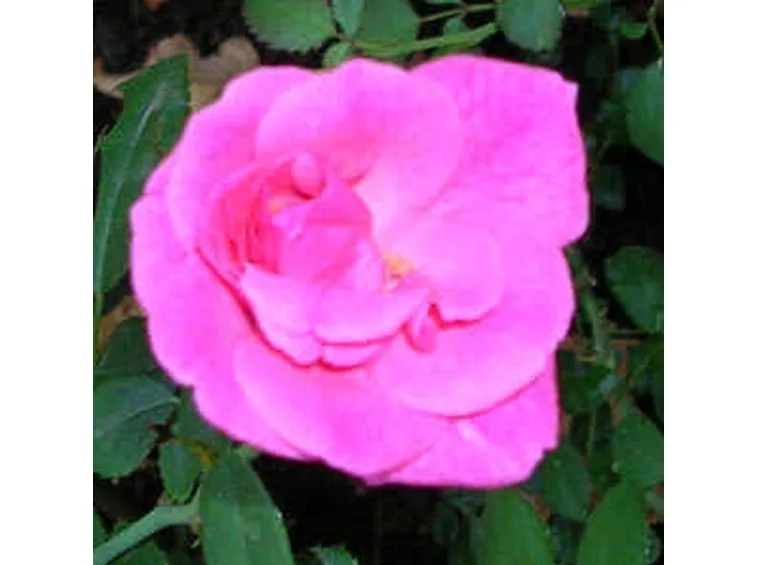 invio fiori per ringraziamenti