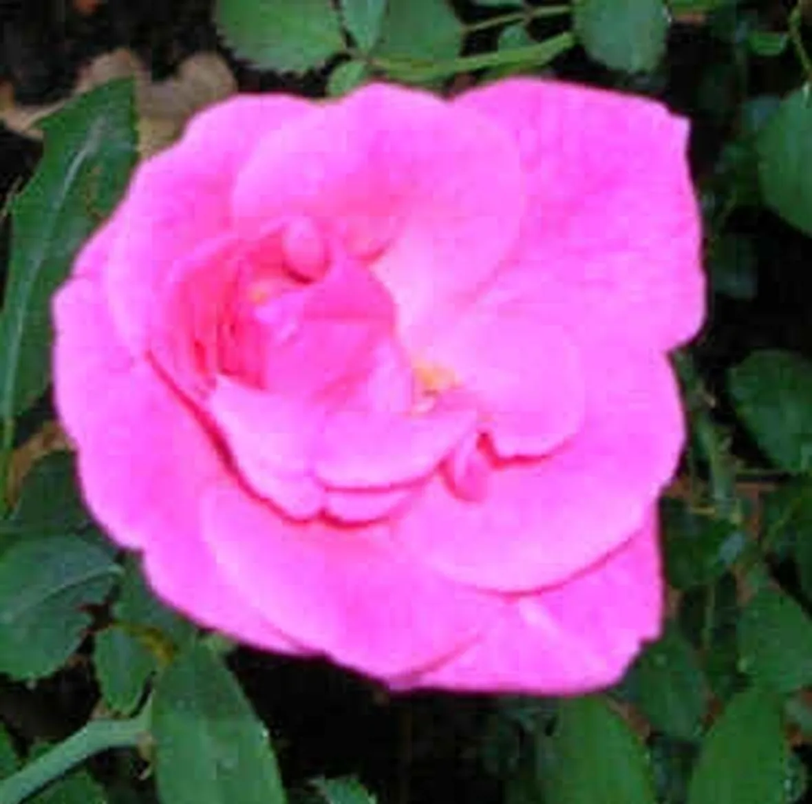 invio fiori per ringraziamenti