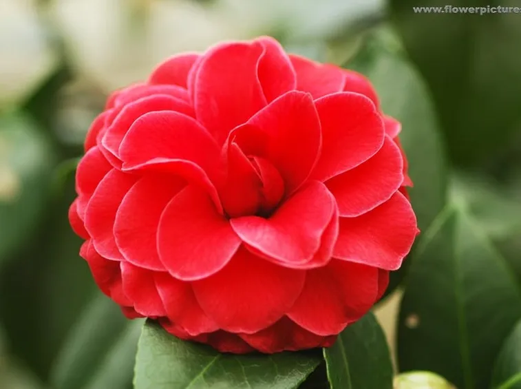 invio fiori