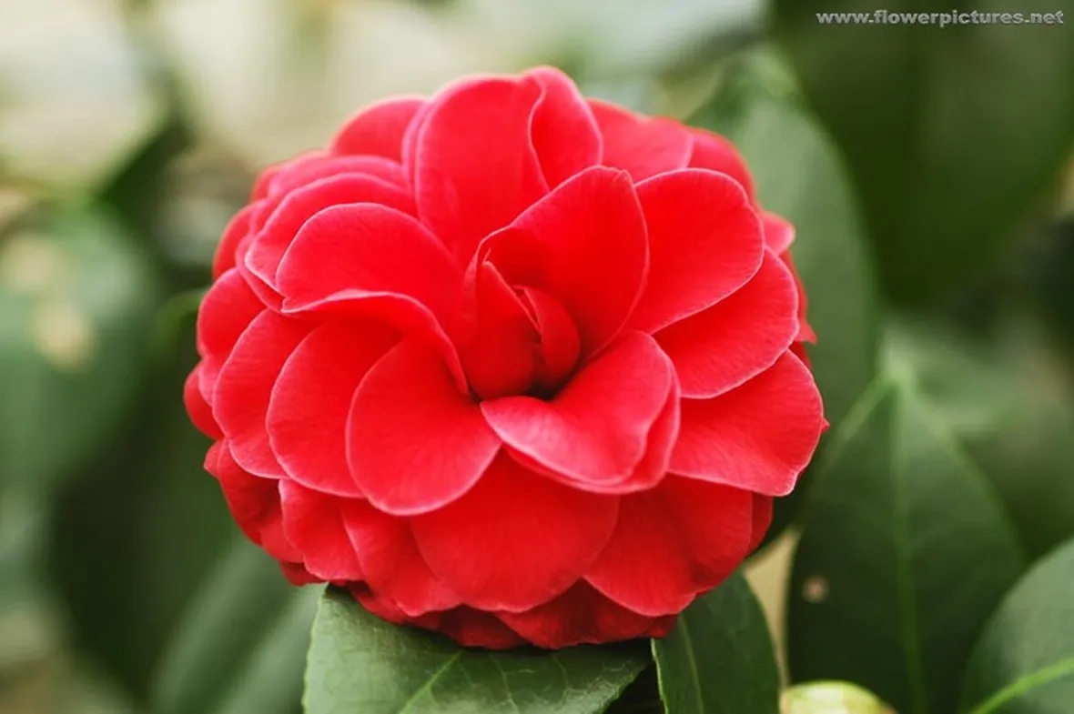 invio fiori
