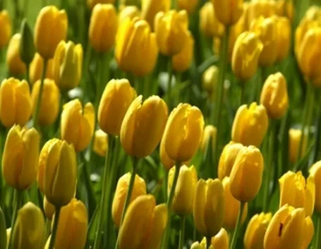La bolla dei tulipani