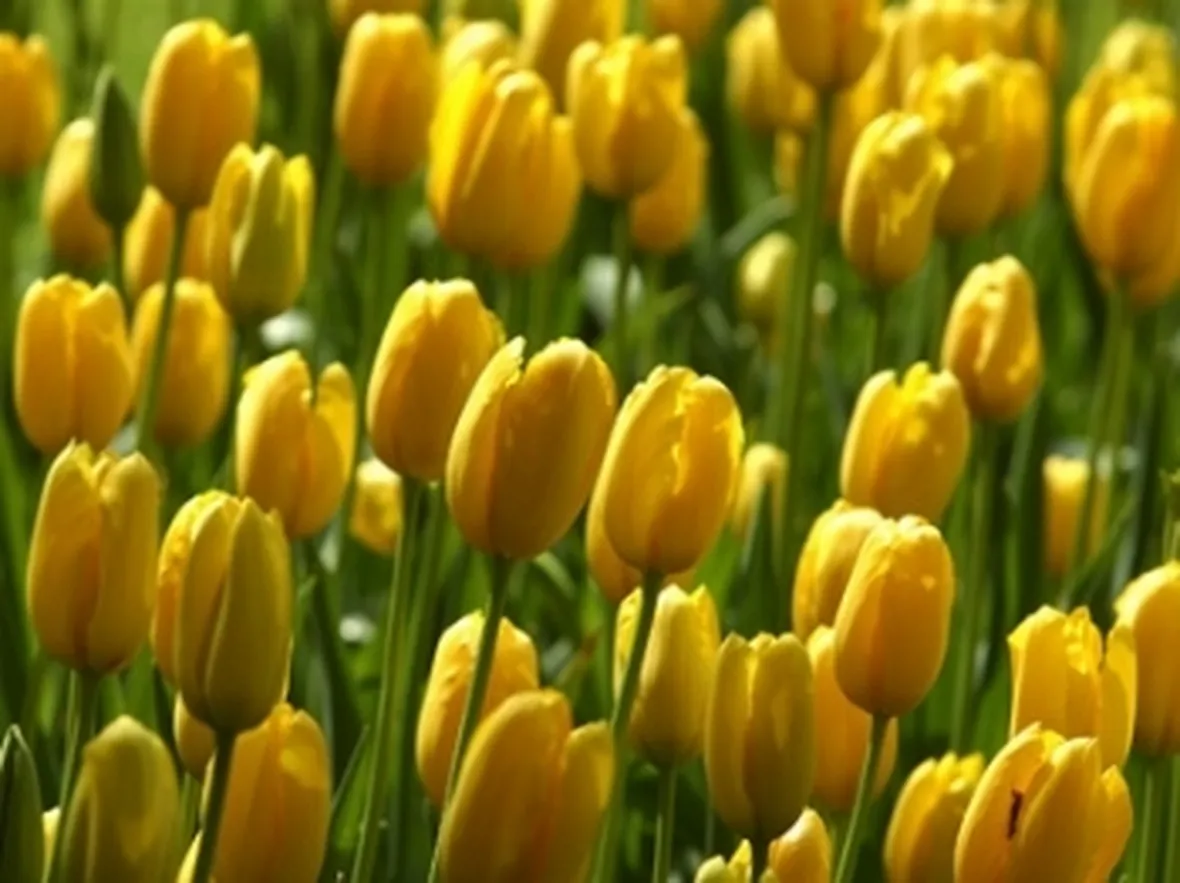 La bolla dei tulipani
