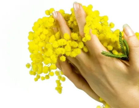 La Mimosa