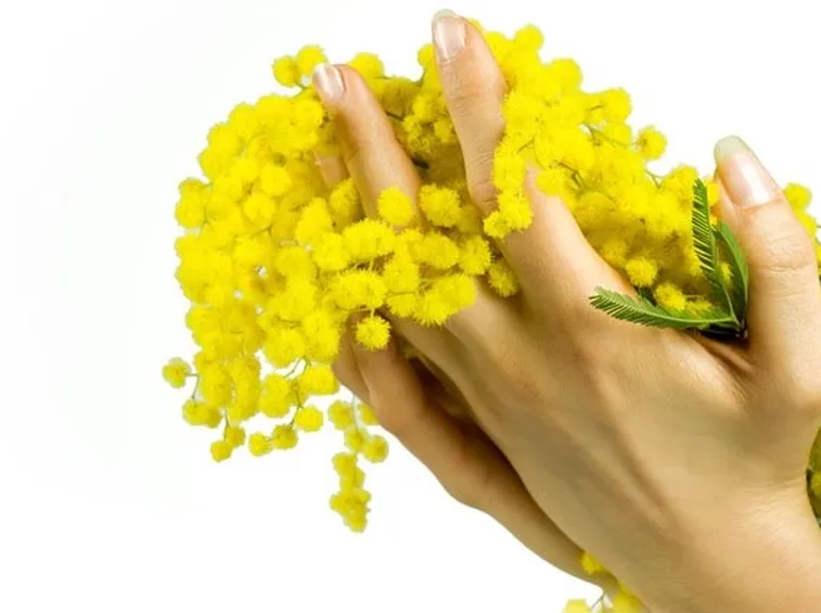 La Mimosa