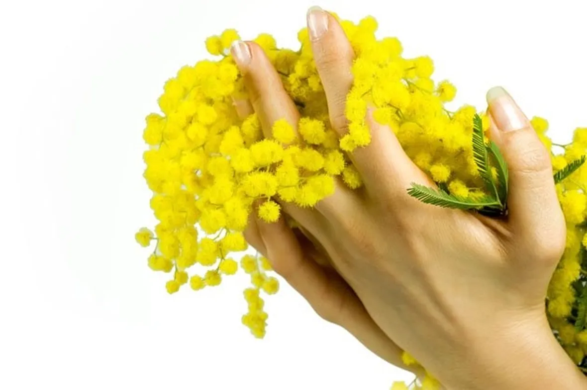 La Mimosa