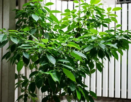 La pianta di ficus benjamin