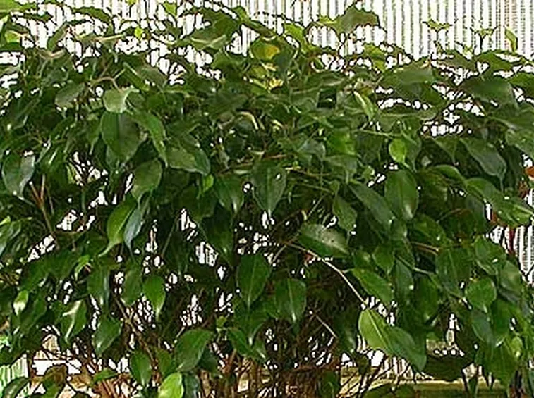 La pianta di ficus benjamin