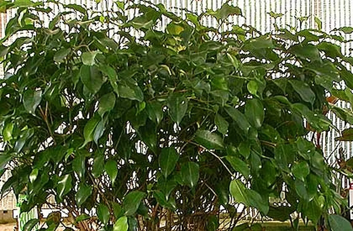 La pianta di ficus benjamin