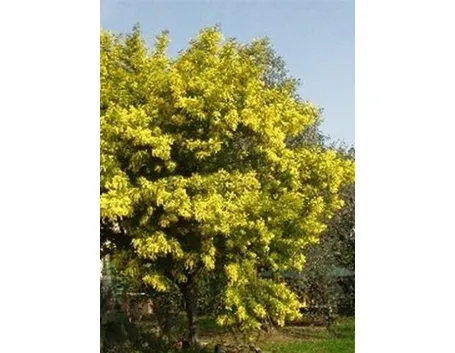 Le mimosa in giardino