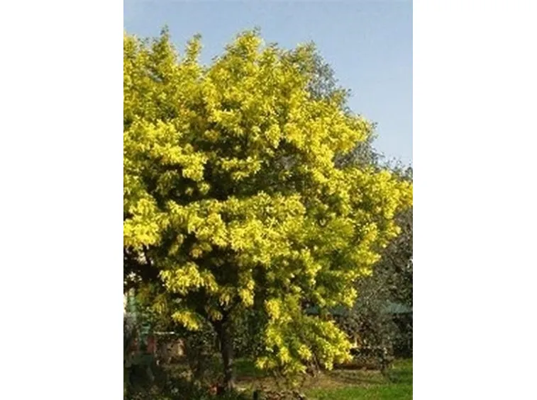 Le mimosa in giardino