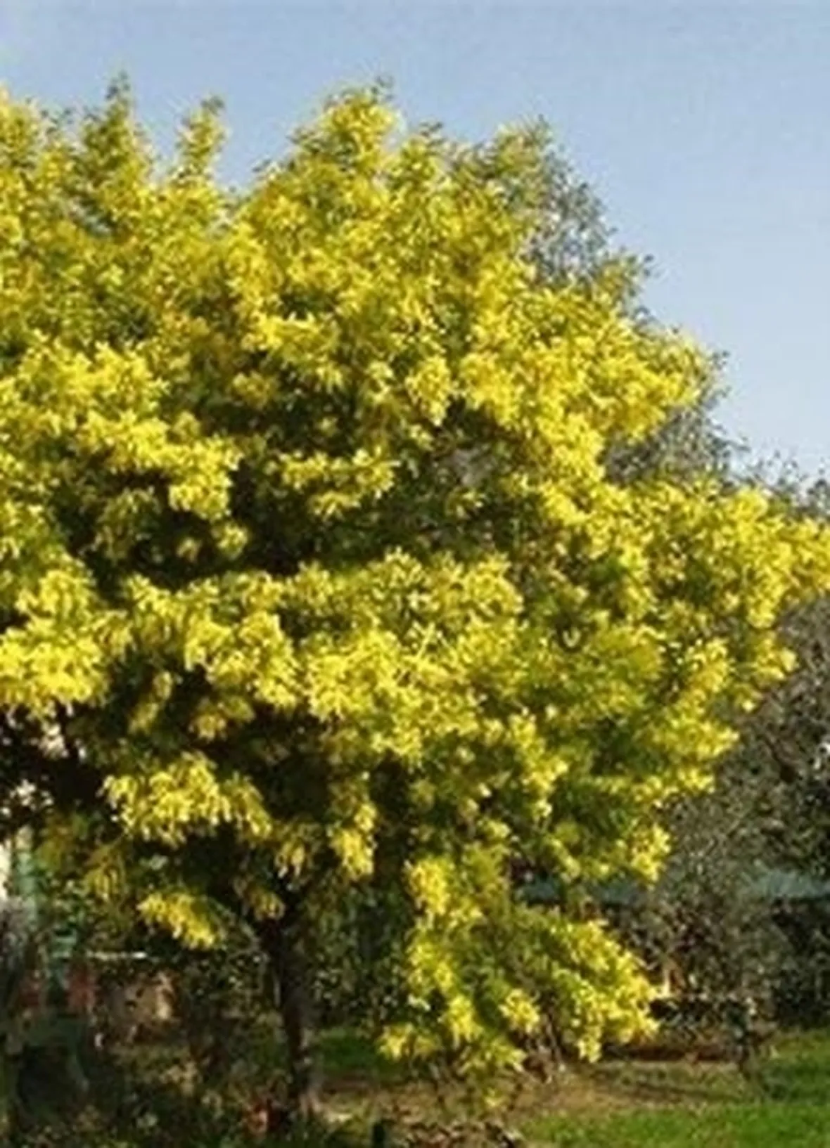 Le mimosa in giardino