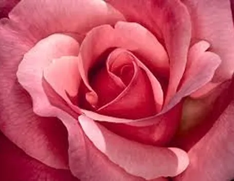 Le rose moderne e le rose inglesi
