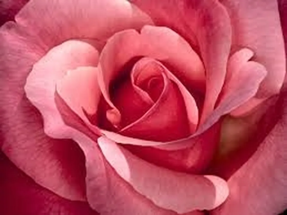 Le rose moderne e le rose inglesi