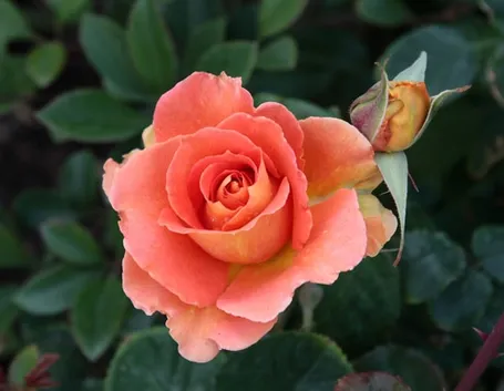Le rose