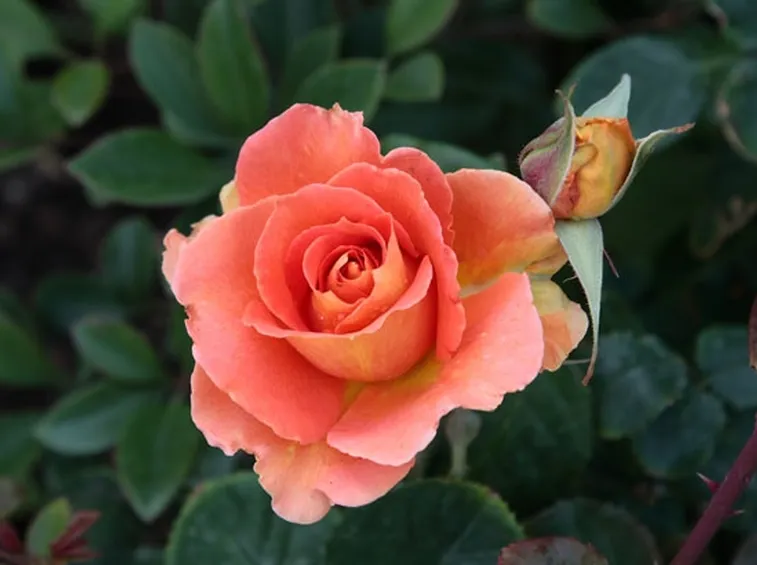 Le rose
