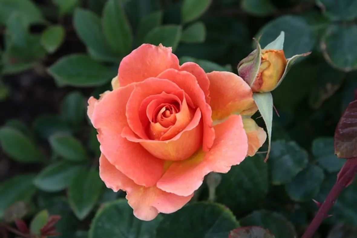 Le rose