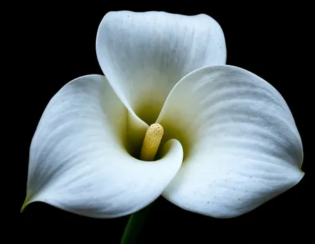 Leggende fiore calla