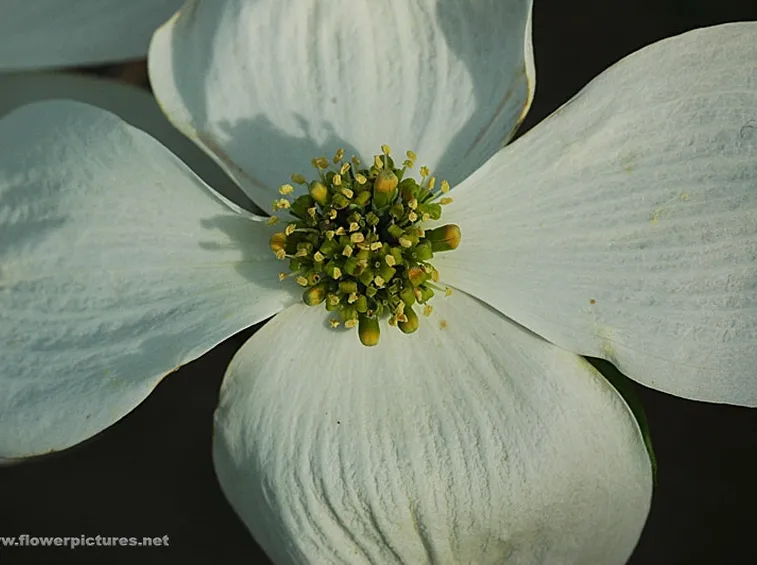 Leggende fiore calla