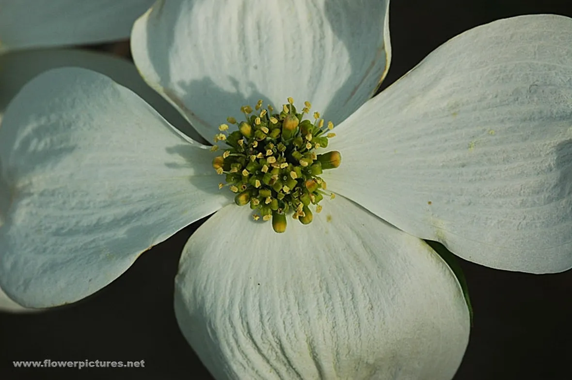 Leggende fiore calla