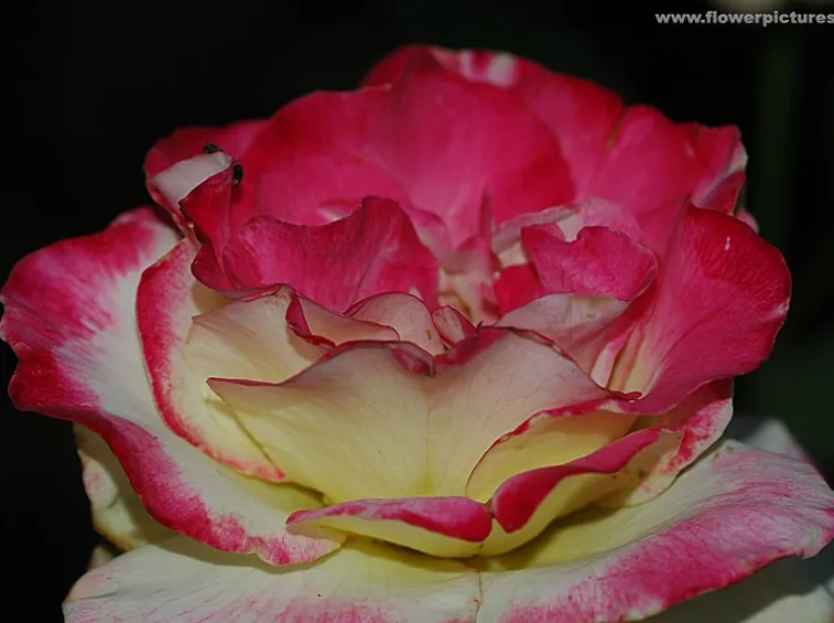 lysianthus arancio-1