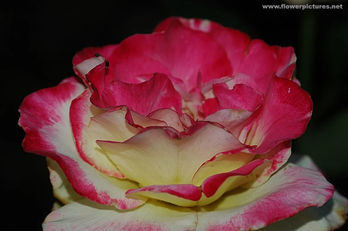 lysianthus arancio-1