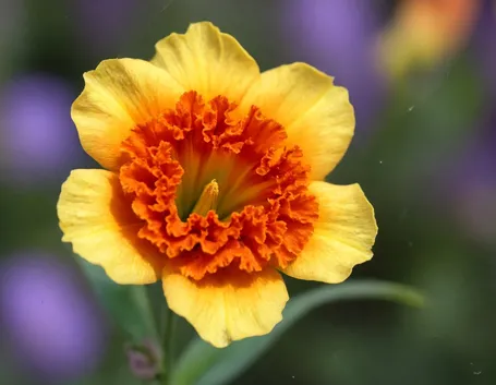 lysianthus arancio