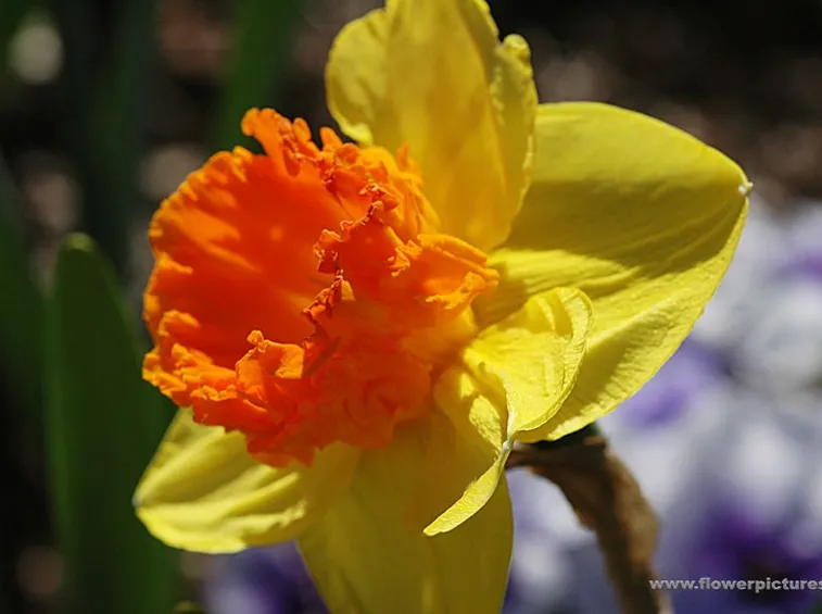 lysianthus arancio