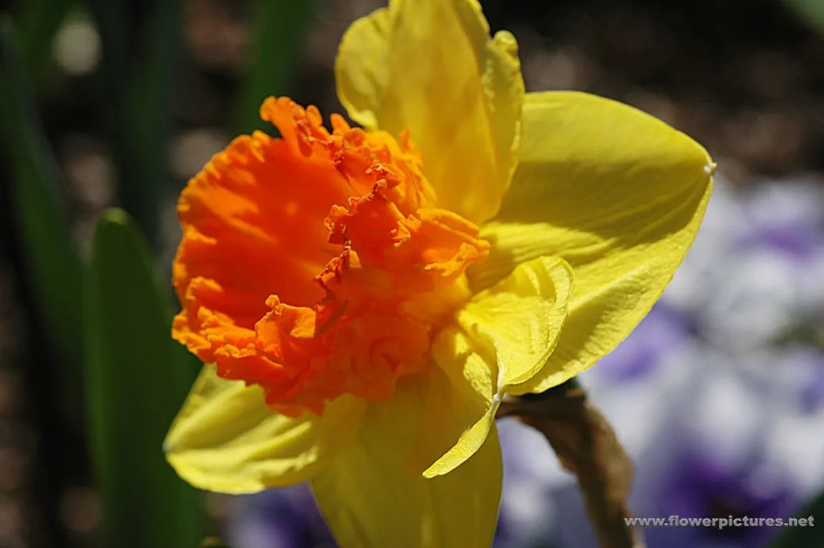 lysianthus arancio