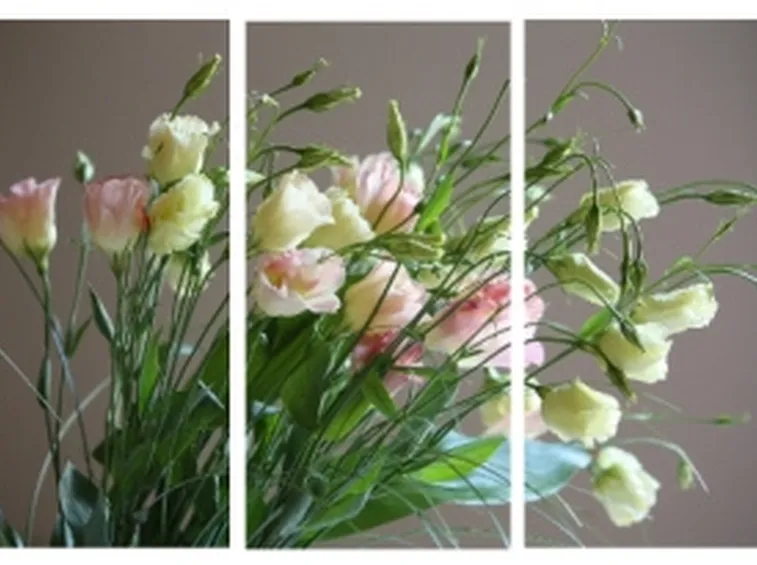 lysianthus colorate