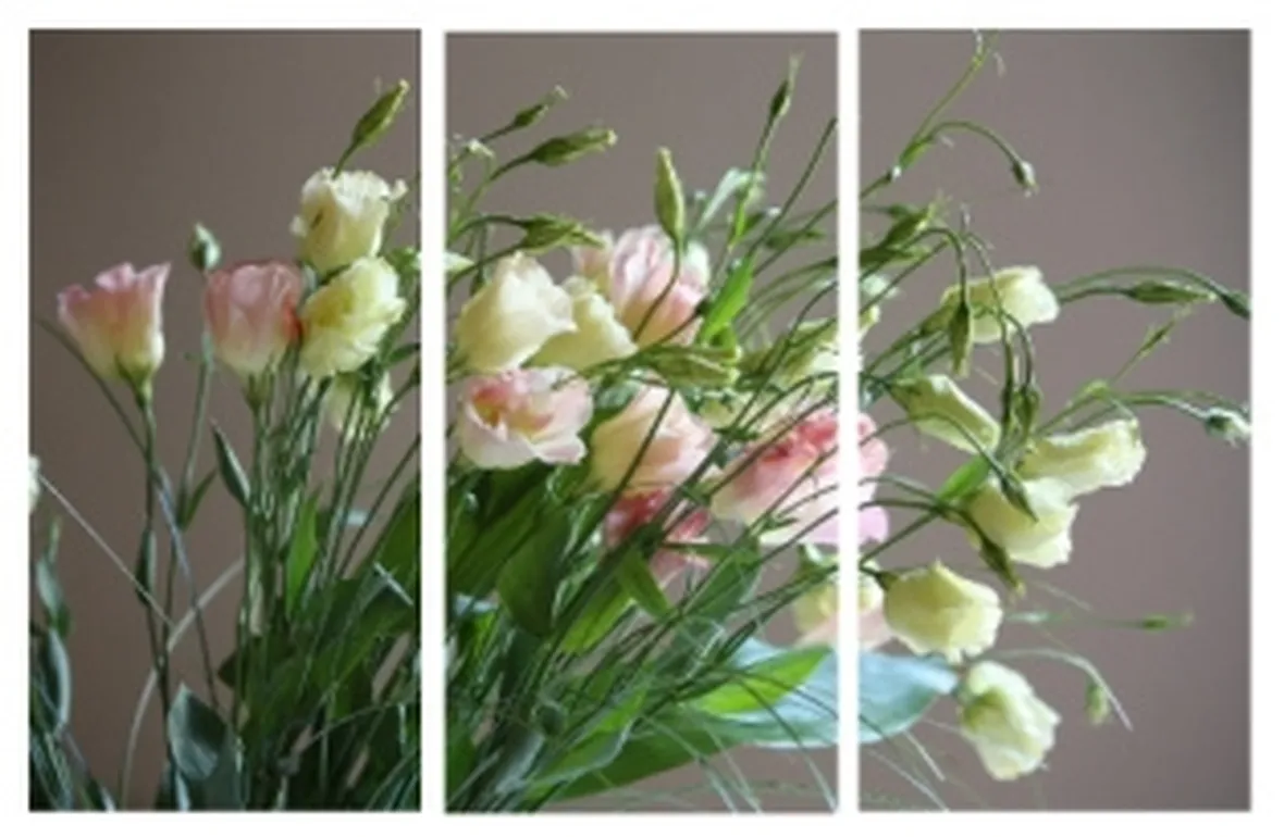 lysianthus colorate
