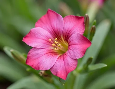 lysianthus fuxia-1