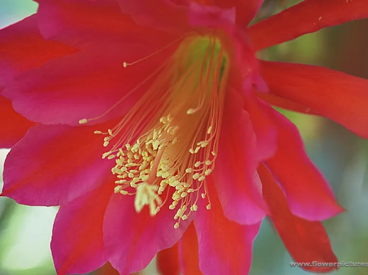 lysianthus fuxia-1